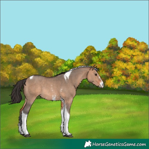 Horse Color:Bay Dun Sabino Tobiano Rabicano
