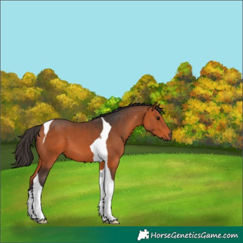 Horse Color:Bay Tobiano