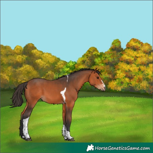 Horse Color:Bay Tobiano 