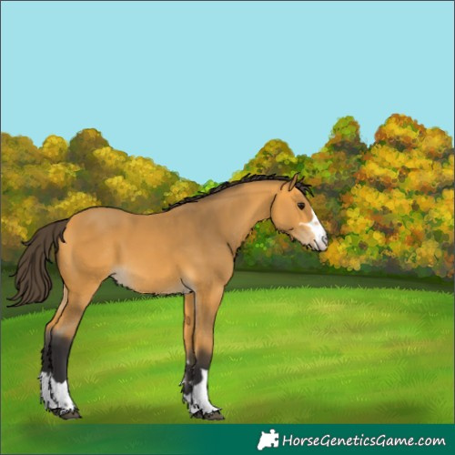Horse Color:Buckskin