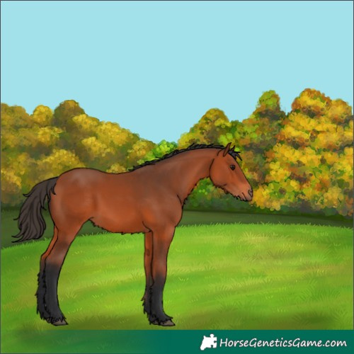 Horse Color:Bay 