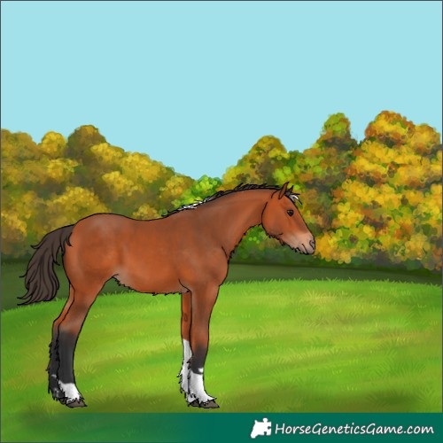 Horse Color:Bay Tobiano 