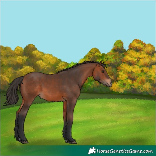 Horse Color:Bay 