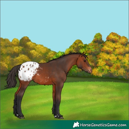 Horse Color:Bay Appaloosa