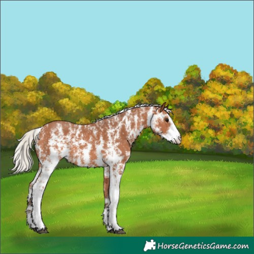 Horse Color:Silver Bay Sabino