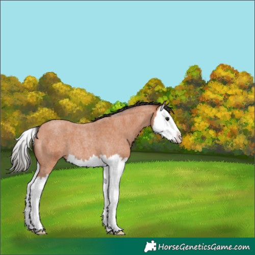 Horse Color:Bay Roan Splash