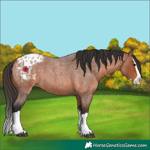 Horse Color:Bay Roan Splash Appaloosa