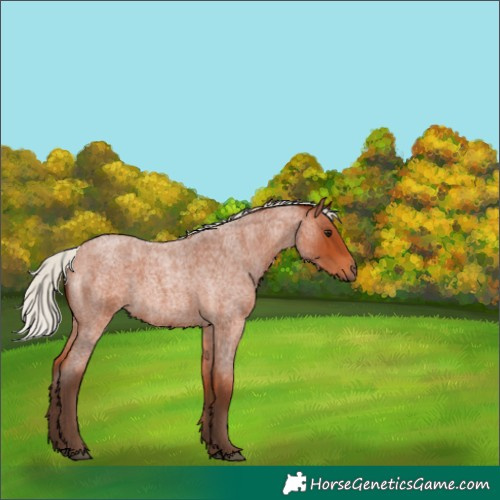 Horse Color:Silver Bay Roan