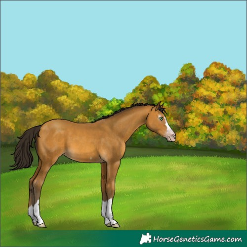 Horse Color:Gray Amber Cream Champagne