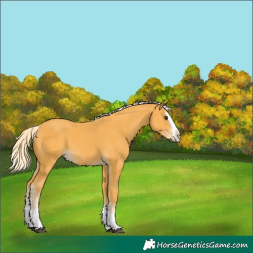 Horse Color:Palomino Splash 