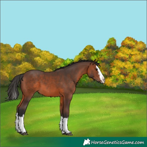 Horse Color:Brown Splash 