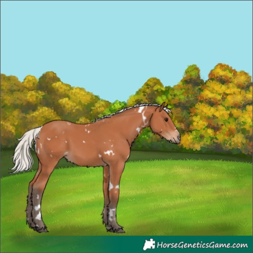 Horse Color:White Spotted Silver Bay 
