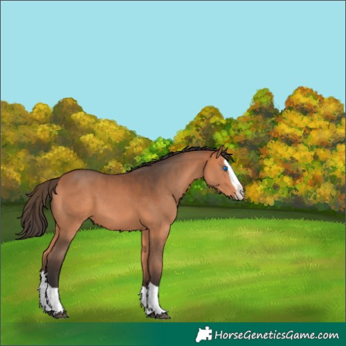 Horse Color:Bay Splash 