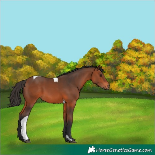 Horse Color:Bay Tobiano