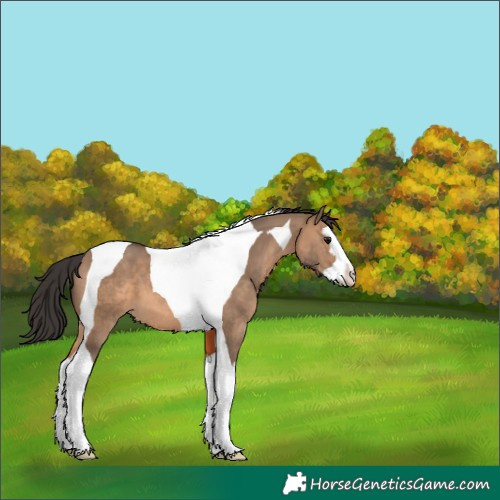 Horse Color:Brown Dun Splash Tobiano