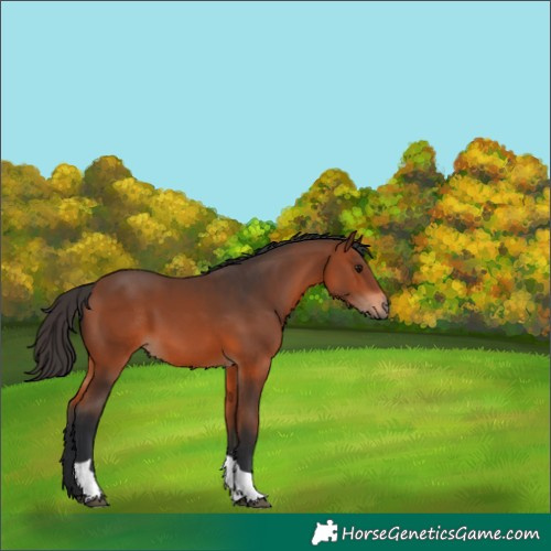 Horse Color:Bay Tobiano 