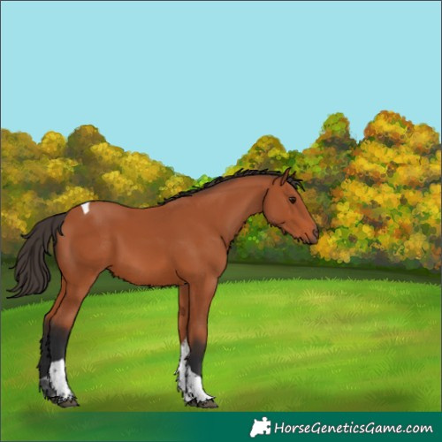 Horse Color:Bay Tobiano