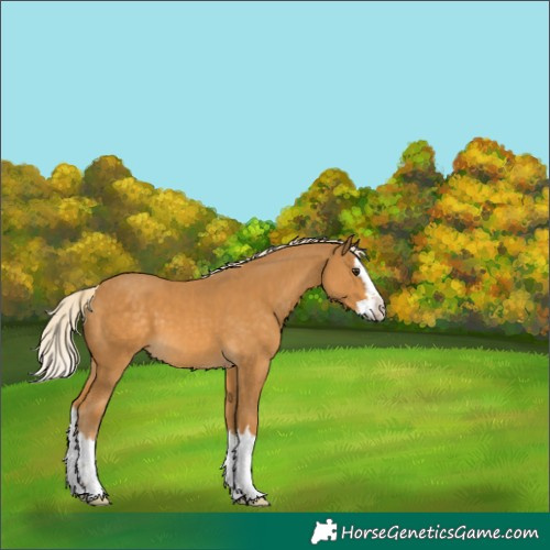 Horse Color:Palomino Splash