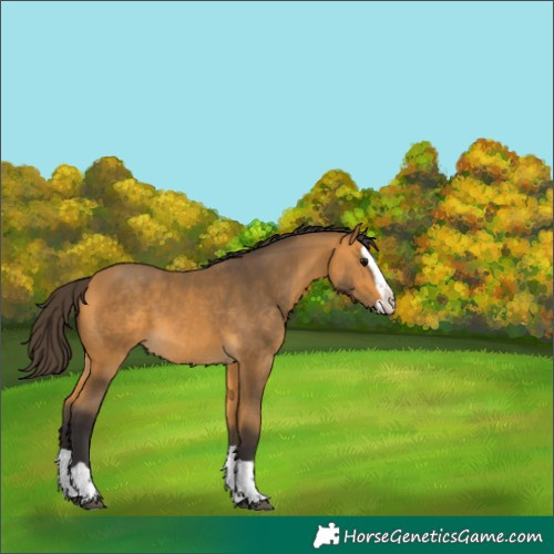 Horse Color:Buckskin Splash