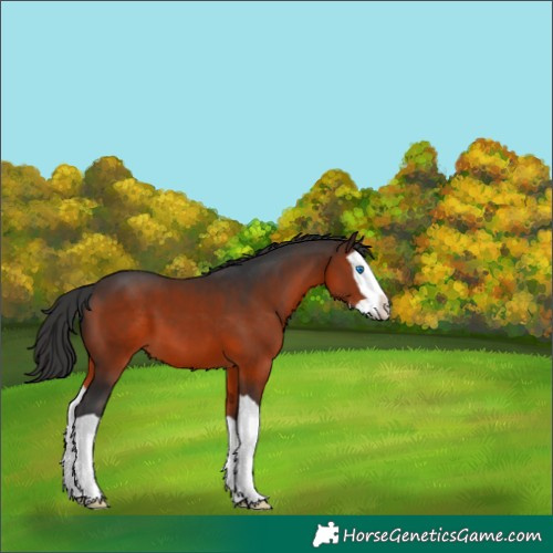 Horse Color:Brown Splash