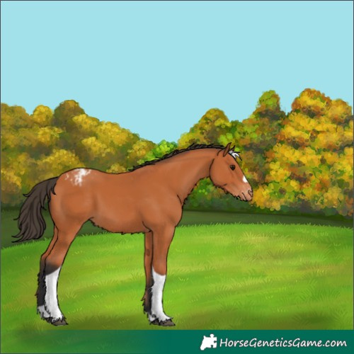 Horse Color:Bay Tobiano Varnish