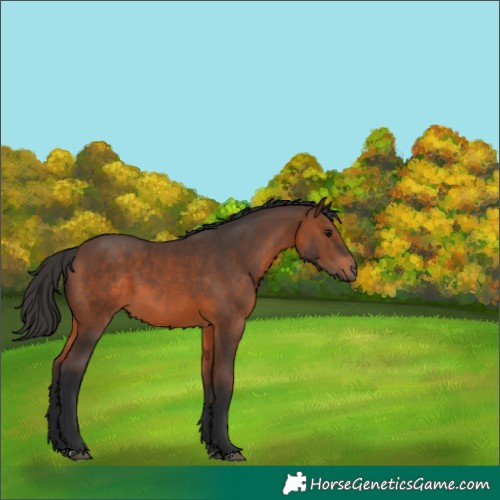 Horse Color:Brown 