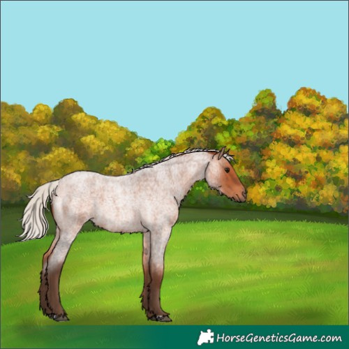 Horse Color:Silver Bay Roan 