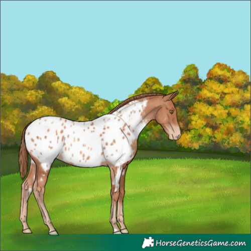 Horse Color:Gold Champagne Appaloosa 