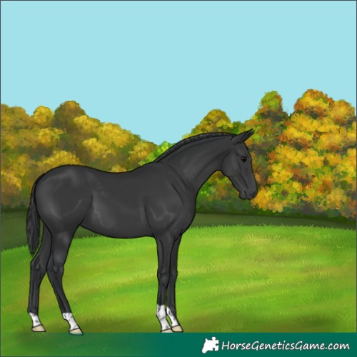 Horse Color:Black 