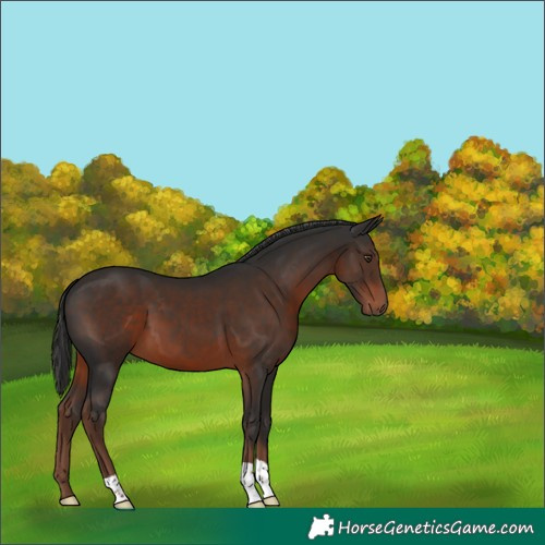 Horse Color:Liver Chestnut 