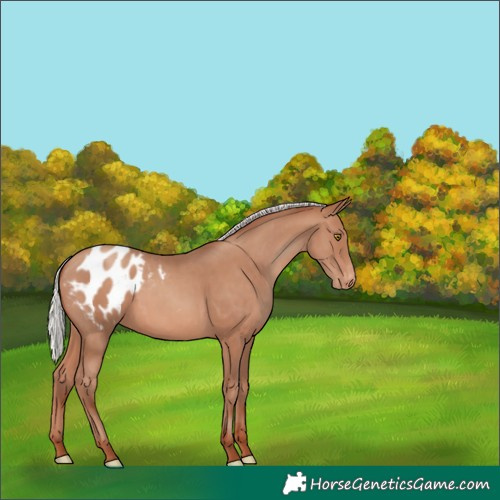 Horse Color:Silver Sable Champagne Appaloosa 