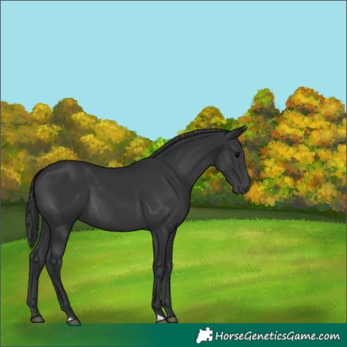 Horse Color:Black 