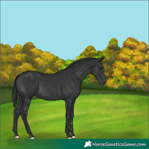 Horse Color:Black 