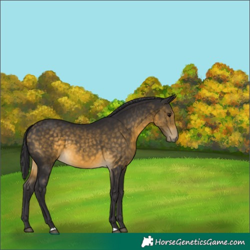 Horse Color:Buckskin 