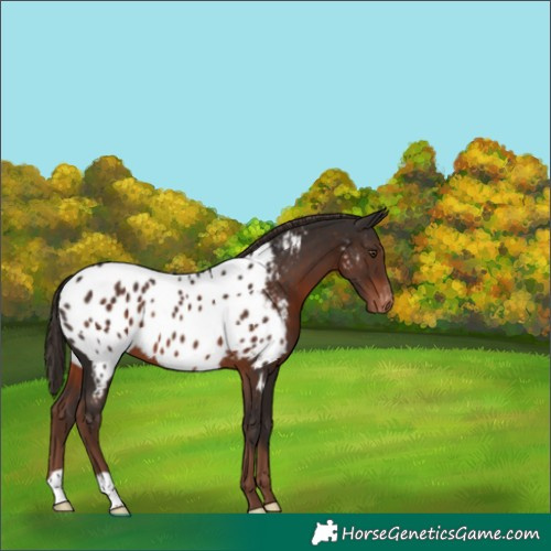 Horse Color:Liver Chestnut Near Leopard 