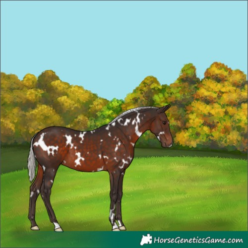 Horse Color:White Spotted Silver Brown 