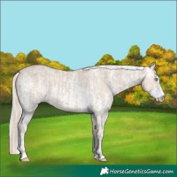 Horse Color:Smoky Creme  and Silver Smoky Creme Sabino 