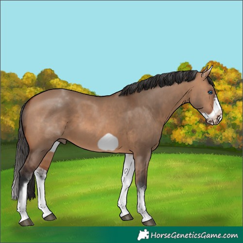 Horse Color:White Spotted Bay Dun Frame 