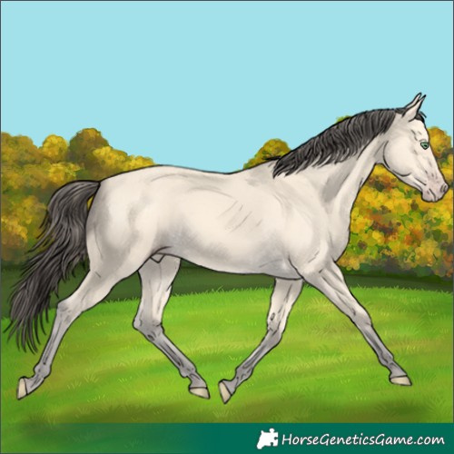 Horse Color:Amber Cream Champagne Rabicano 