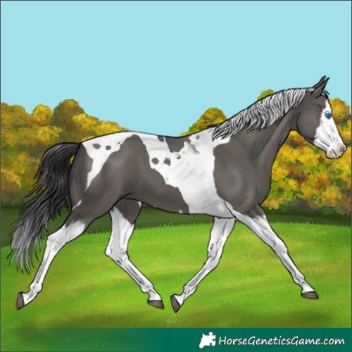 Horse Color:Grullo Splash Tobiano 