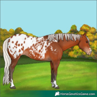 Horse Color:Silver Bay Blanket 