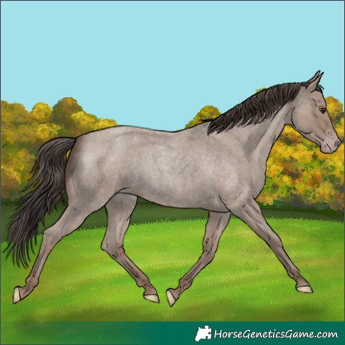 Horse Color:Classic Champagne Roan Rabicano 