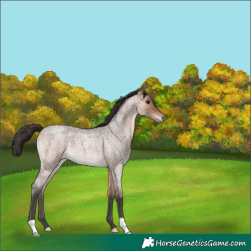 Horse Color:Bay Roan 