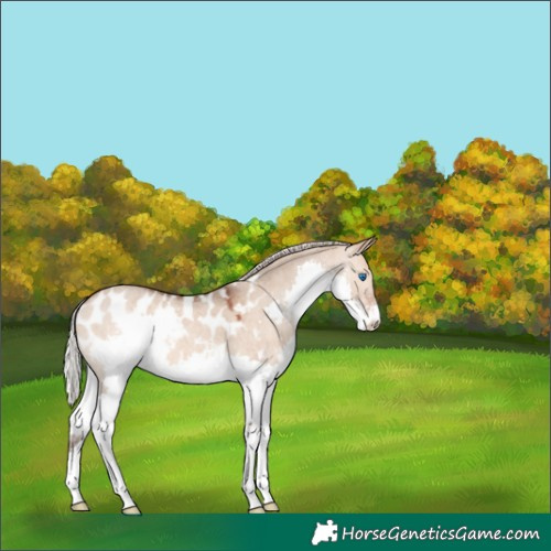 Horse Color:Silver Bay Roan Dun Splash Appaloosa 