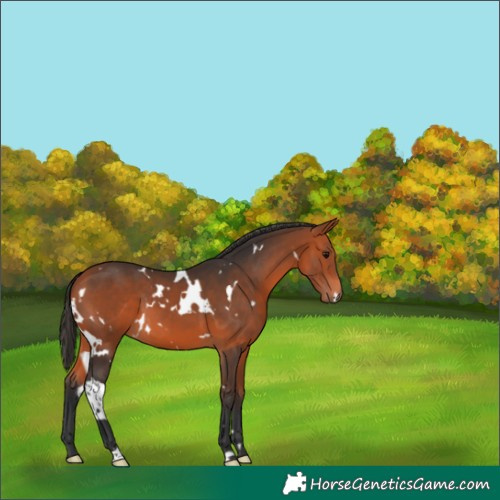Horse Color:White Spotted Bay 