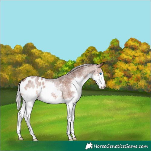 Horse Color:Silver Bay Roan Splash Appaloosa 