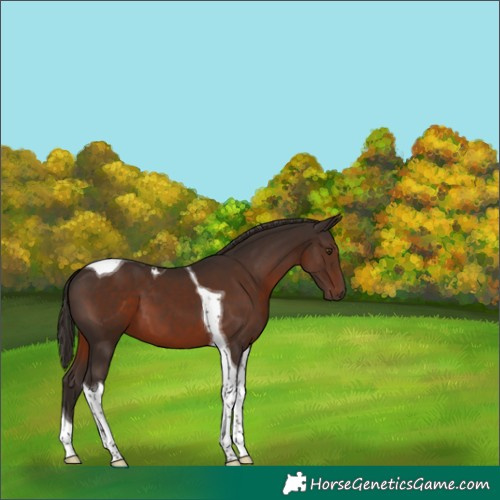 Horse Color:Liver Chestnut Tobiano 