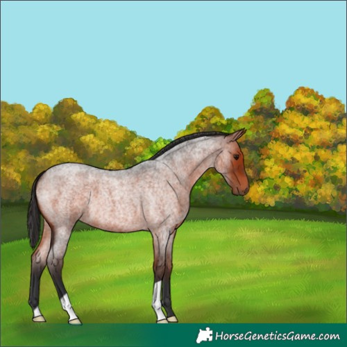 Horse Color:Bay Roan 