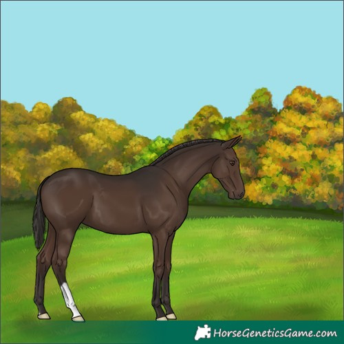 Horse Color:Liver Chestnut 