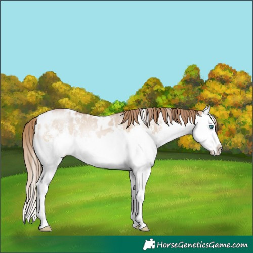 Horse Color:White Spotted Bay Pearl Dun Mushroom Sabino Splash